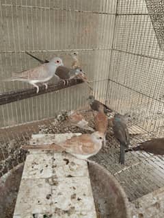 red dove , diamond pied dove