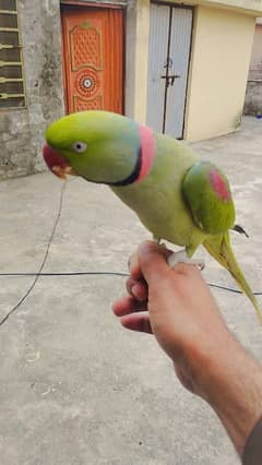 Raw male