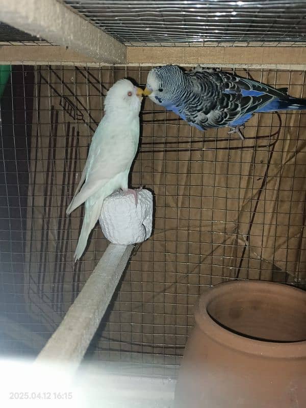 Australian parrots red eyes full breeder pair 0