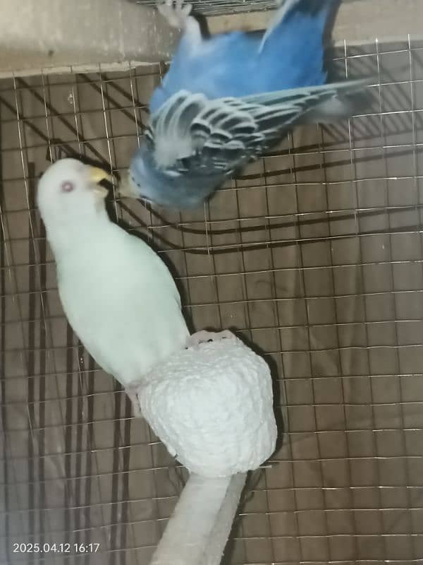 Australian parrots red eyes full breeder pair 1