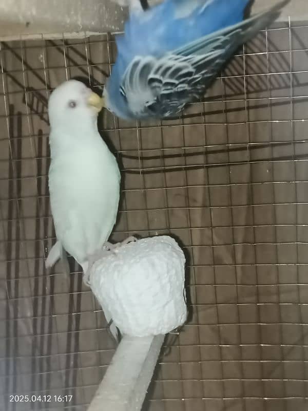 Australian parrots red eyes full breeder pair 3