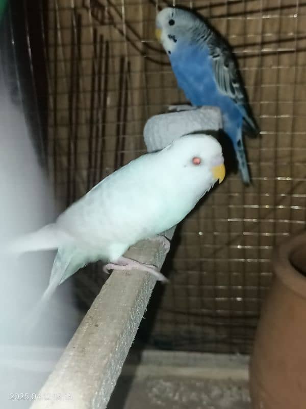 Australian parrots red eyes full breeder pair 4