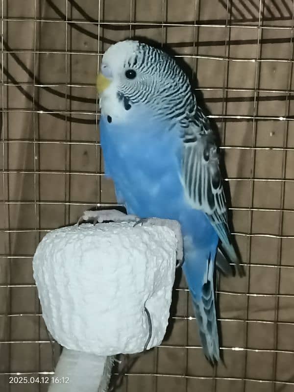 Australian parrots red eyes full breeder pair 6