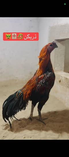 dragon Thai black skin chick available
