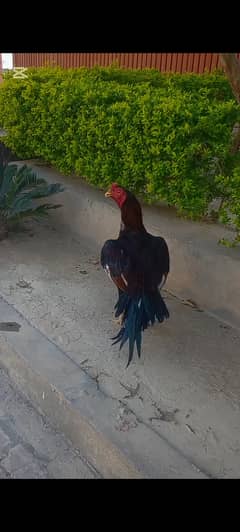 Aseel chickss