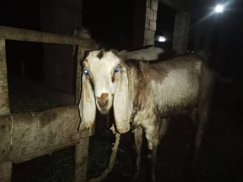 Goats plus Male Goats for Qurbani 3