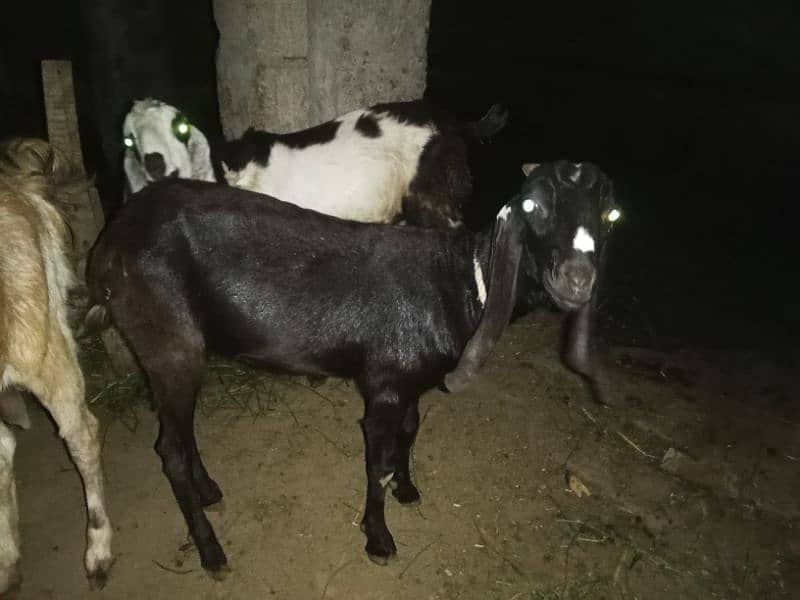 Goats plus Male Goats for Qurbani 8