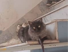 cats sal
