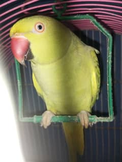 hand parrot