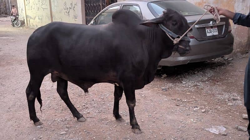 bachra 2 dath 2