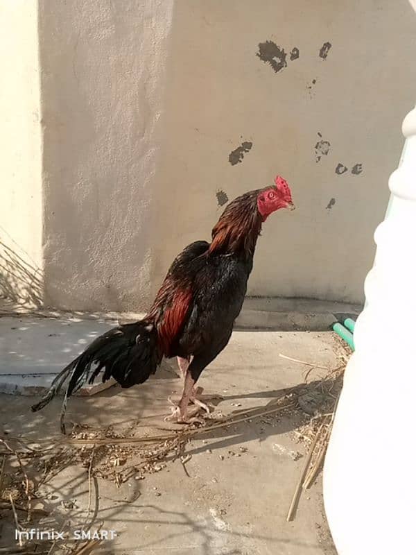 Mainwali aseel,peela zarela,lakha kalitaja ,lakha available 0