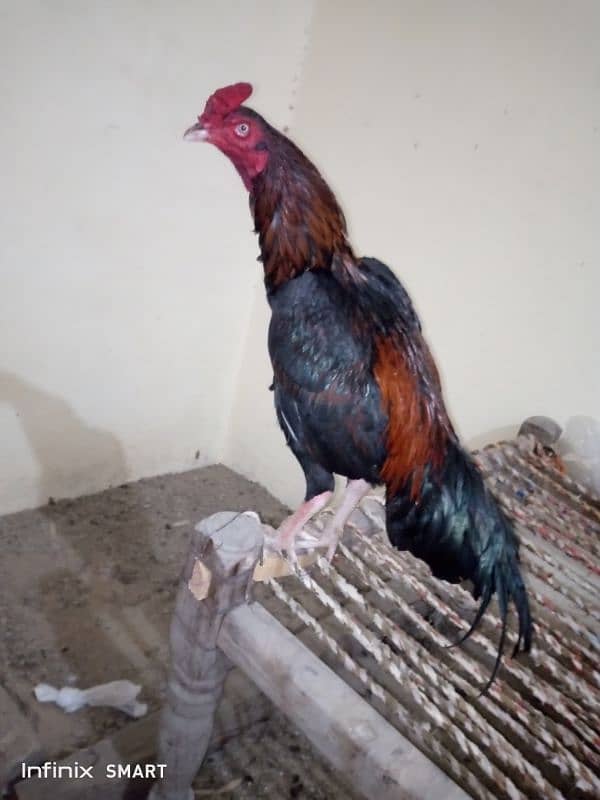 Mainwali aseel,peela zarela,lakha kalitaja ,lakha available 1