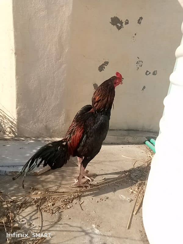 Mainwali aseel,peela zarela,lakha kalitaja ,lakha available 2