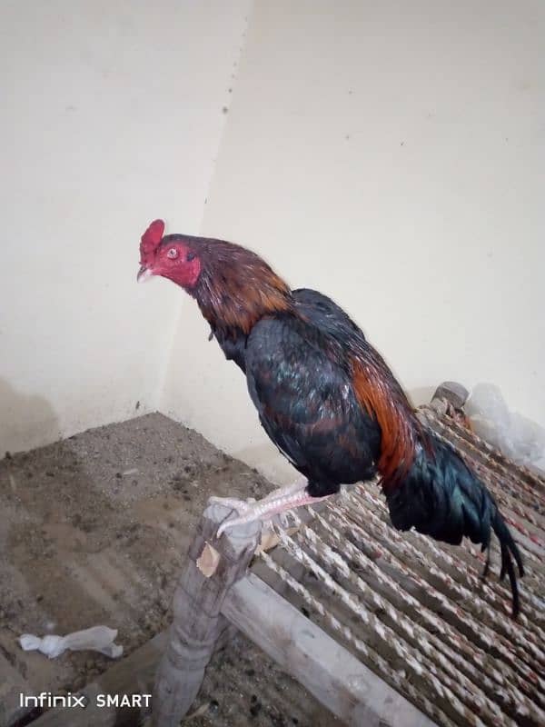 Mainwali aseel,peela zarela,lakha kalitaja ,lakha available 3