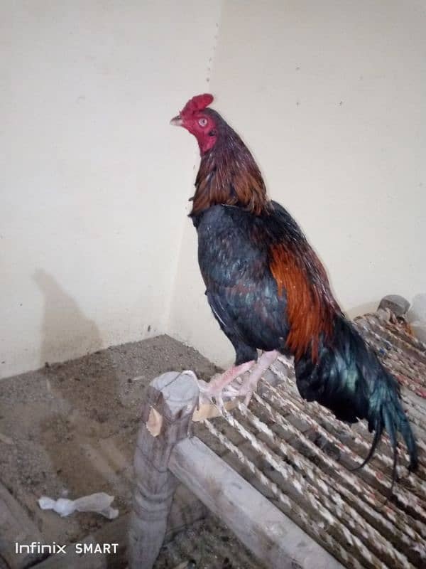 Mainwali aseel,peela zarela,lakha kalitaja ,lakha available 4