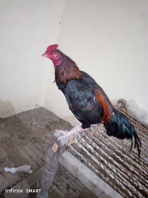 Mainwali aseel,peela zarela,lakha kalitaja ,lakha available 5