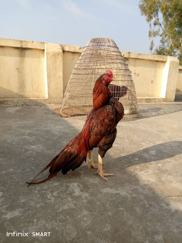 Mainwali aseel,peela zarela,lakha kalitaja ,lakha available 9