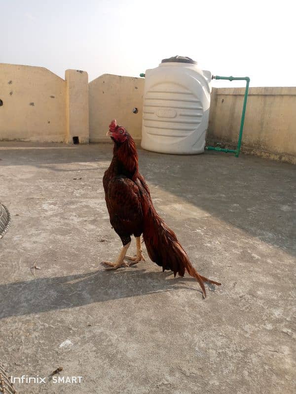 Mainwali aseel,peela zarela,lakha kalitaja ,lakha available 10