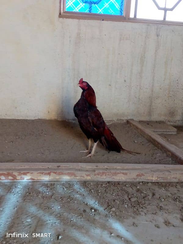Mainwali aseel,peela zarela,lakha kalitaja ,lakha available 11