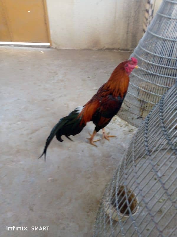 Mainwali aseel,peela zarela,lakha kalitaja ,lakha available 12