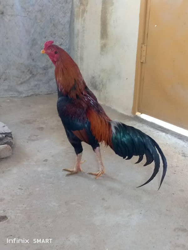 Mainwali aseel,peela zarela,lakha kalitaja ,lakha available 14