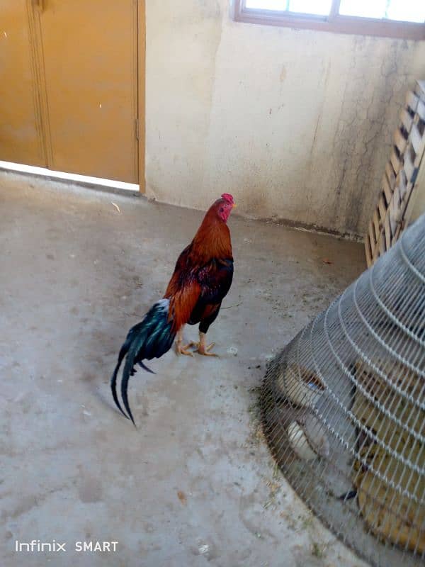 Mainwali aseel,peela zarela,lakha kalitaja ,lakha available 15