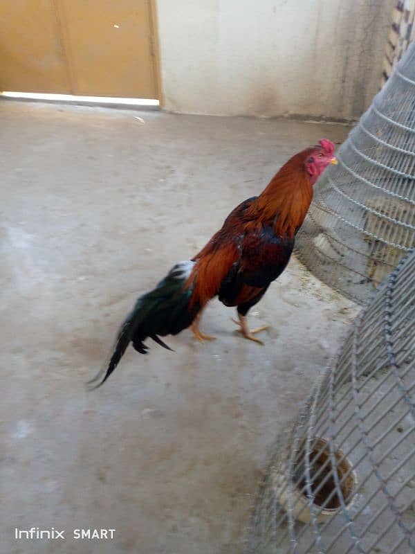 Mainwali aseel,peela zarela,lakha kalitaja ,lakha available 16