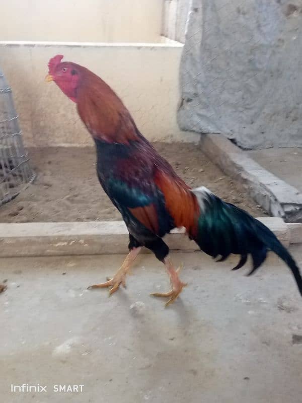 Mainwali aseel,peela zarela,lakha kalitaja ,lakha available 17