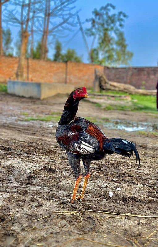 3 murgy han for sale murgyan b hy Bachy b han 1