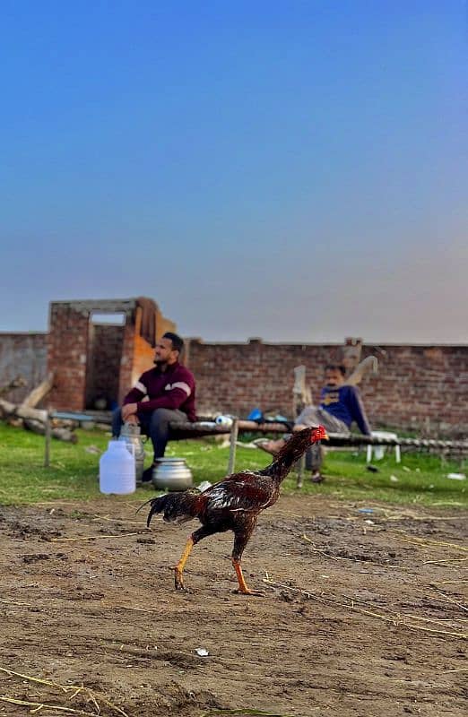 3 murgy han for sale murgyan b hy Bachy b han 2
