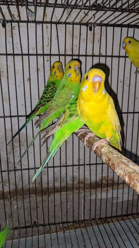 Australian parrots Breeder Pair 1