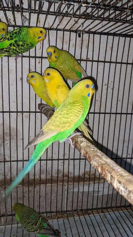 Australian parrots Breeder Pair 2