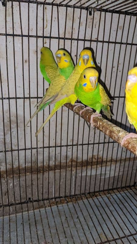 Australian parrots Breeder Pair 4