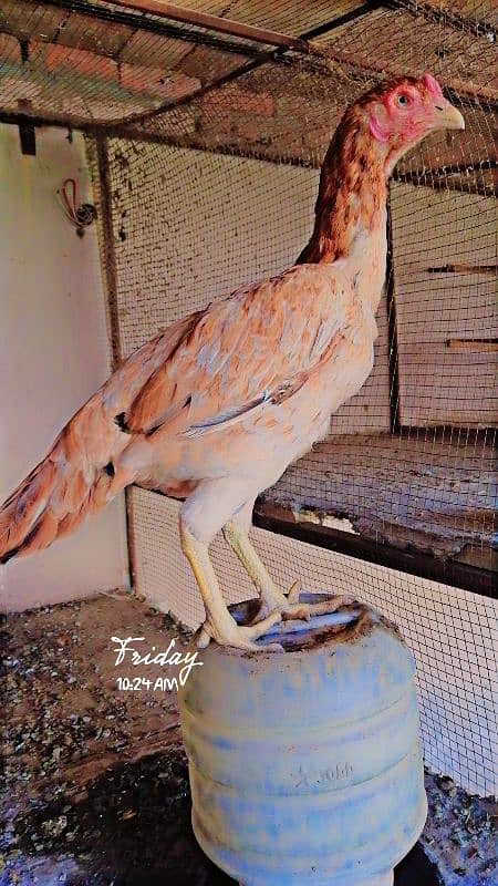 Eggs and Hens sale 2
