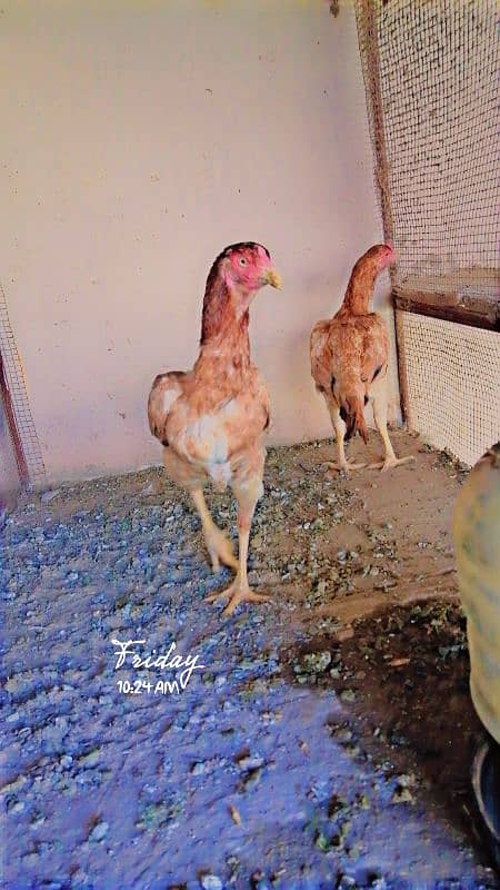 Eggs and Hens sale 3