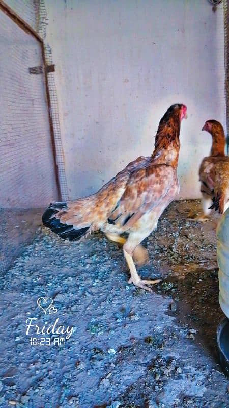Eggs and Hens sale 4