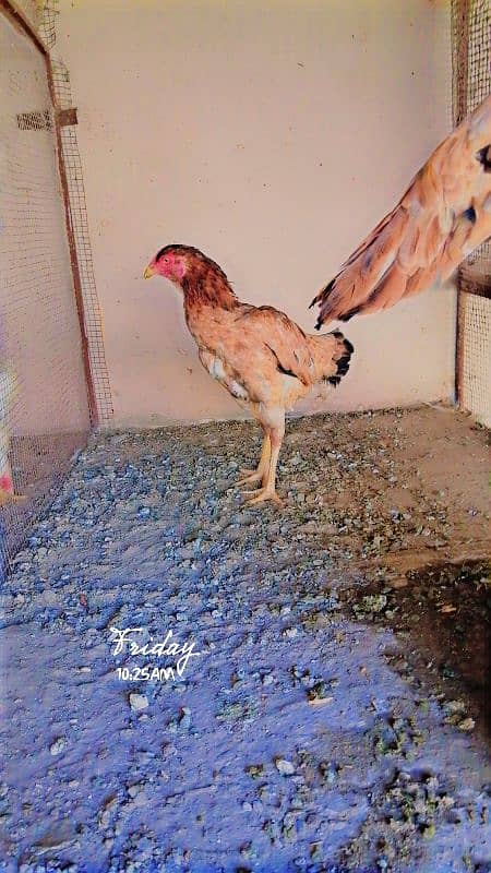 Eggs and Hens sale 5