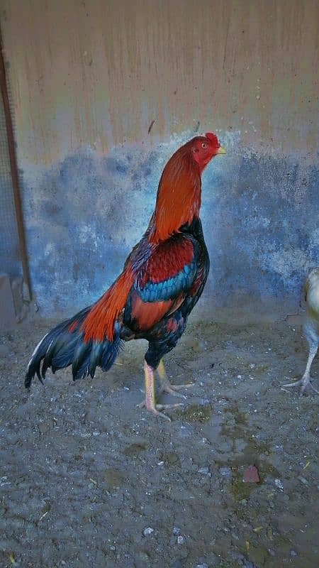 Eggs and Hens sale 6