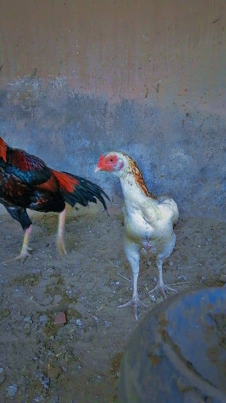 Eggs and Hens sale 7