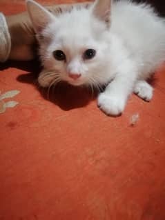 short hair male and female  cat