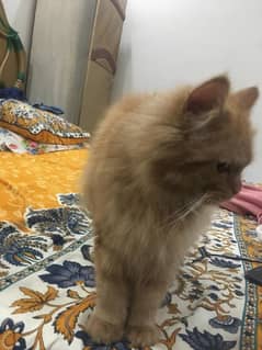 persain cat ginger color double coat