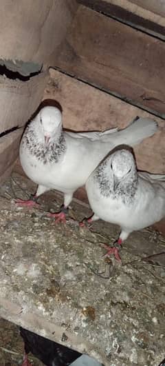 breader pair for sale