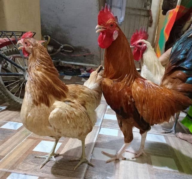 3000 ka joda 1