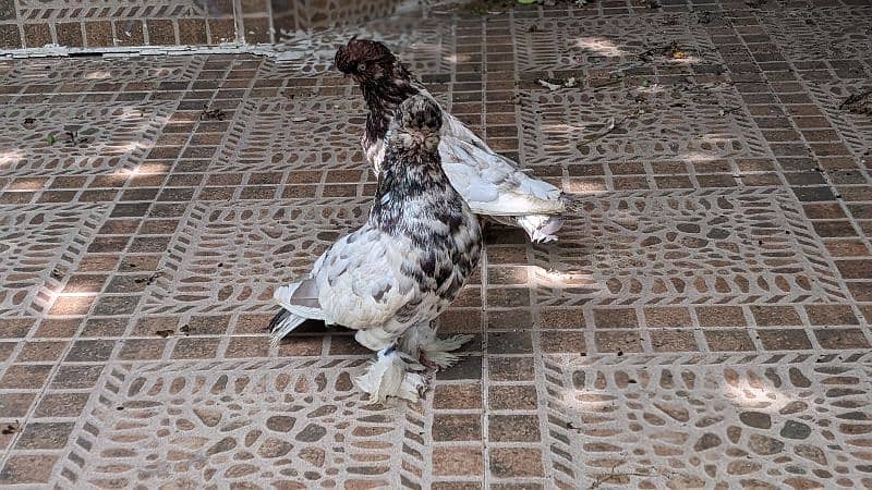 fancy pigeon 7