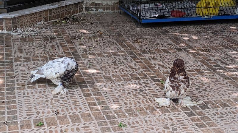 fancy pigeon 8