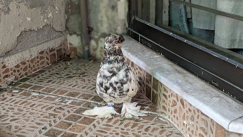 fancy pigeon 9