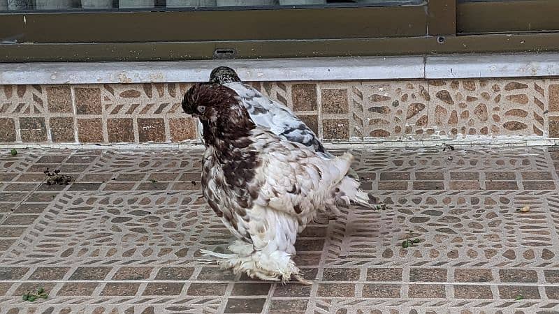 fancy pigeon 11