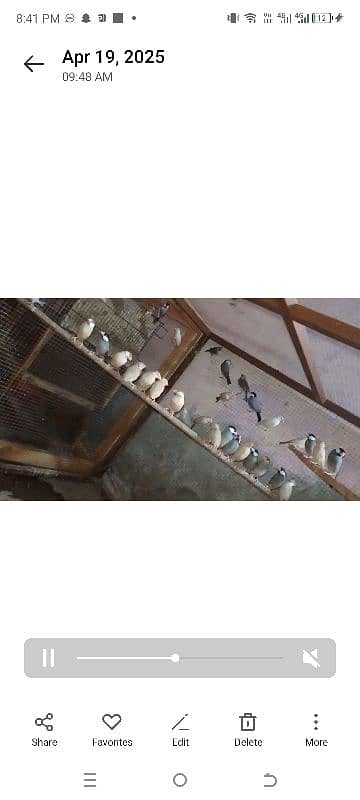 Fawn java pathay for sale 0
