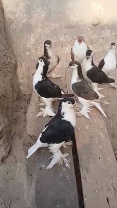 lahore