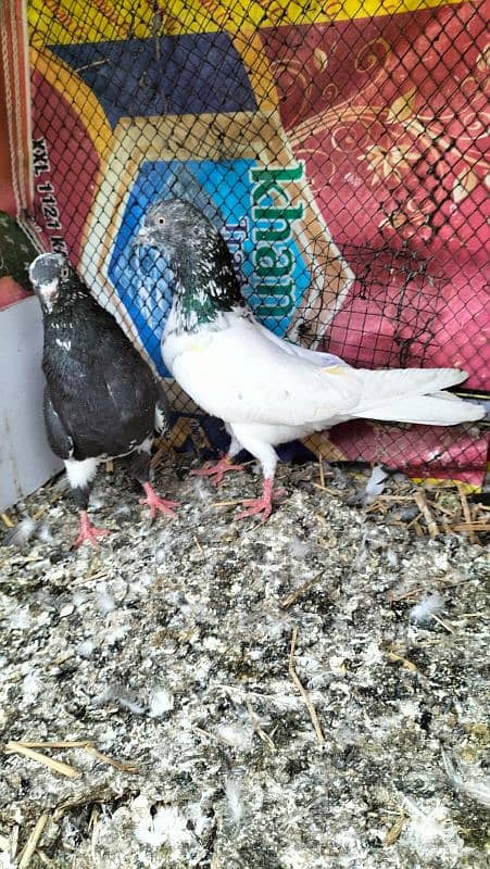9 kabuter For sale ha Sara lana walo ka liya 400ruppee per final 0
